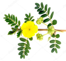 Load image into Gallery viewer, Tribulus terrestris, commonly known as cow hoof, goat head, or puncture vine, is a plant in the caltrop family. Benefits of tribulus terrestris are that it is antimicrobial and it lowers inflammation and potential side effects include digestive upset and increased risk of blood clots.