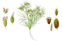 Load image into Gallery viewer, The blessing of the blend is based on these five species are mentioned directly as medicinal plants in the Bible: Fig , Nard , Hyssop (Origanum syriacum), balm of Gilead (Commiphora gileadensis) and Mandrake (Mandragora officinarum)