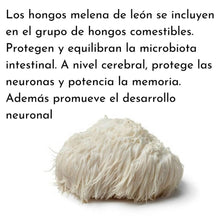 Load image into Gallery viewer, Try Livingwell Organic Lion's Mane Powder. La Melena de león comprende varios compuestos bioactivos y polisacáridos, que se ha descubierto que tienen varios beneficios para la salud. Se cree que ayuda al cuerpo de muchas maneras, como la reducción de la inflamación, la regulación del sistema inmunitario y la promoción del bienestar mental. Varios estudios han demostrado su papel potencial en la promoción de la salud cerebral en diversas enfermedades y trastornos.