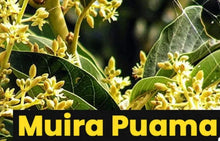 Load image into Gallery viewer, Muira puama es un arbusto que crece en la región amazónica. La madera y la raíz se utilizan para elaborar medicinas. Muira puama se usa para los trastornos sexuales, el aumento del deseo sexual en personas sanas, los trastornos menstruales, el dolor en las articulaciones y otras afecciones , pero no existe buena evidencia científica que respalde estos usos.
