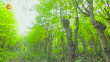 Load and play video in Gallery viewer, Puede ayudar a reducir el colesterol y la presión arterial. prevenir la inflamación. ayudar al cuerpo a convertir las grasas en energía. reducir la fatiga y mejorar los niveles de energía.Try Livingwell Organic Moringa Leaf Powder.