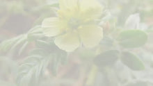 Load and play video in Gallery viewer, A lo largo de la historia, muchas personas han tenido la creencia de que la planta Tribulus terrestris tiene muchos beneficios, como disminuir la inflamación, mejorar la libido y mantener el tracto urinario saludable. Ahora, la ciencia parece respaldarlo.  Pequeña y frondosa, esta especie también se conoce con otros nombres. Por otro lado, nace en diferentes regiones de Asia, Europa, África e incluso Oriente Medio.