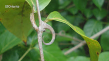 Load and play video in Gallery viewer, Prueba nuestra Livingwell Cat's Claw Extract! La uña de gato, que incluyen dos especies cuyos nombres científicos son Uncaria tormentosa y Uncaria guianensis, es una planta medicinal que posee propiedades diuréticas, antioxidantes, antiinflamatorias, inmunoestimulantes y depuradoras, pudiendo ser utilizada para ayudar en el tratamiento de infecciones, inflamaciones y mejorar la actividad del sistema inmunitario