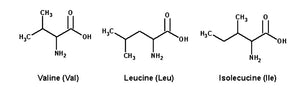 Este grupo de aminoácidos componen casi la tercera parte de los músculos esqueléticos del cuerpo humano de manera natural. Son los que nos ayudan en la síntesis de proteínas, o lo que es lo mismo, los que evitan las lesiones en caso de sobreentrenamiento, disminuyen la fatiga y favorecen la musculación correcta