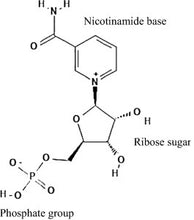 Load image into Gallery viewer, Nicotinamide mononucleotide (NMN) is a precursor to nicotinamide adenine dinucleotide (NAD+), a compound found in every cell in your body. NAD+ acts as a coenzyme, which is a compound necessary for the functioning of proteins called enzymes.
