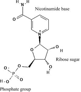 Nicotinamide mononucleotide (NMN) is a precursor to nicotinamide adenine dinucleotide (NAD+), a compound found in every cell in your body. NAD+ acts as a coenzyme, which is a compound necessary for the functioning of proteins called enzymes.