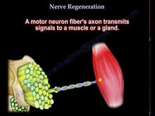 Load and play video in Gallery viewer, Nerve ReGEN by PureHealth Research
